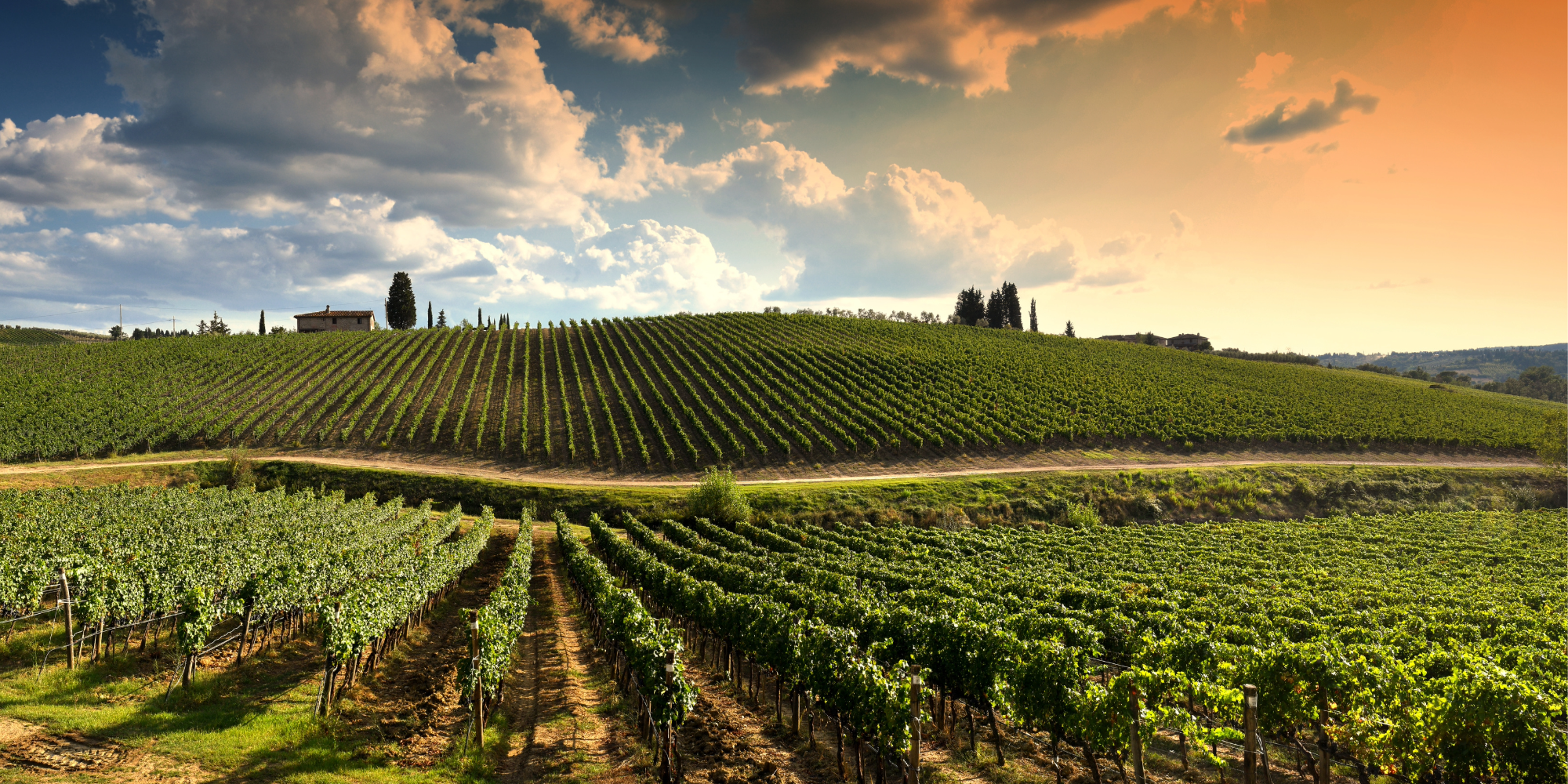 Blick über Weinberge im Sonnenuntergang