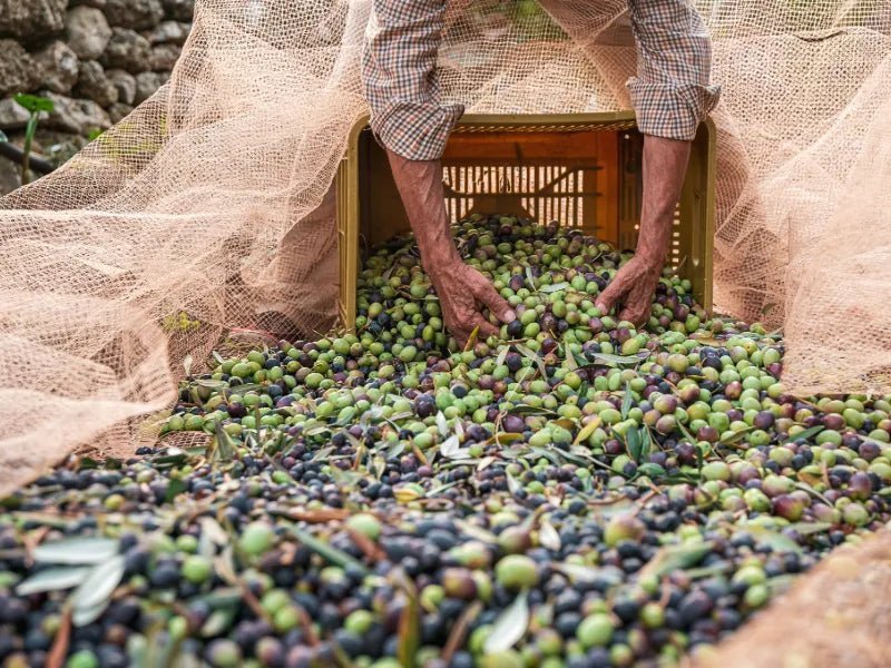 Italienische Olivensorten: Coratina, Taggiasca & Co. im Geschmacksvergleich - OLIPASO