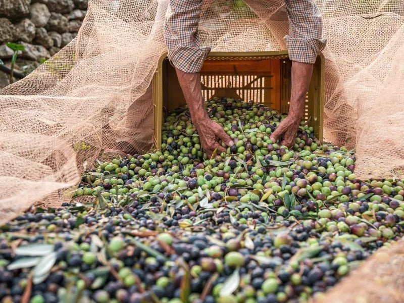 Italienische Olivensorten: Coratina, Taggiasca & Co. im Geschmacksvergleich - OLIPASO