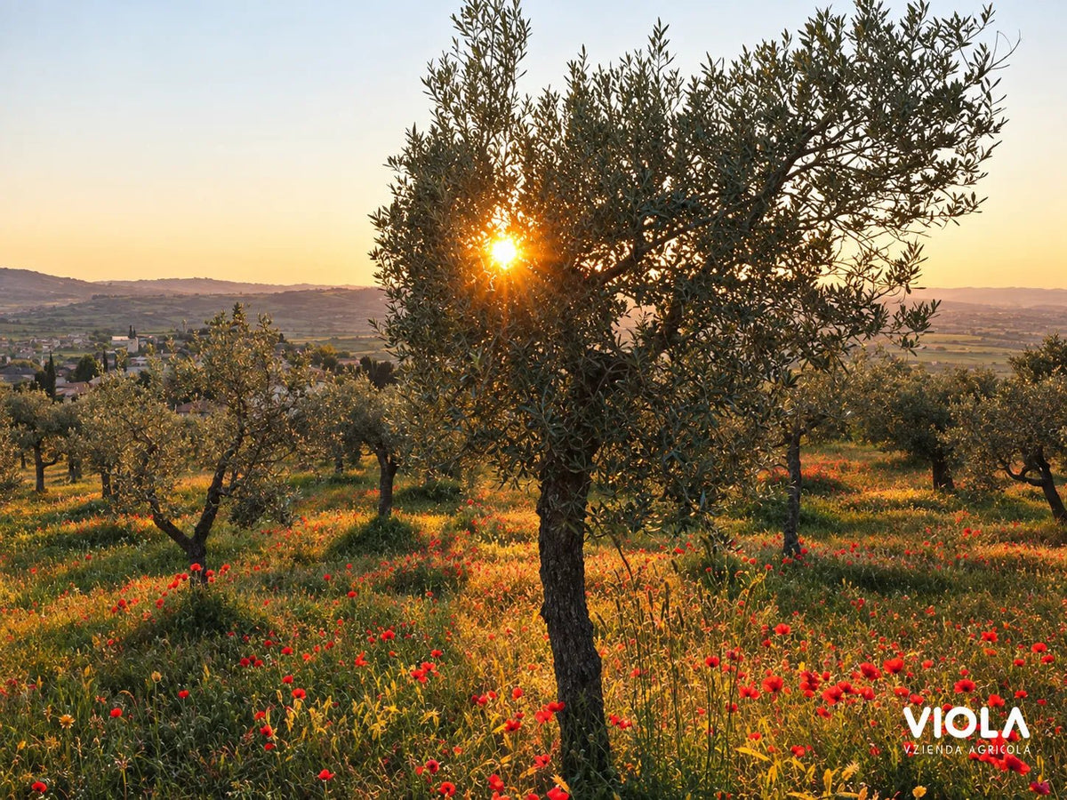 Azienda Agraria Viola: Olivenöle aus dem grünen Herzen Italiens - OLIPASO