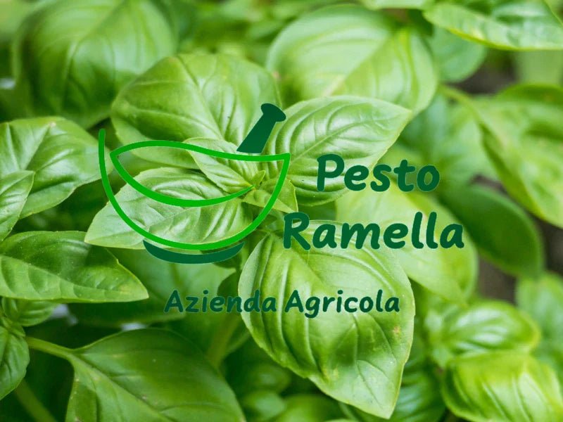 Ramella: das beste Pesto Liguriens aus Diano Marina - OLIPASO