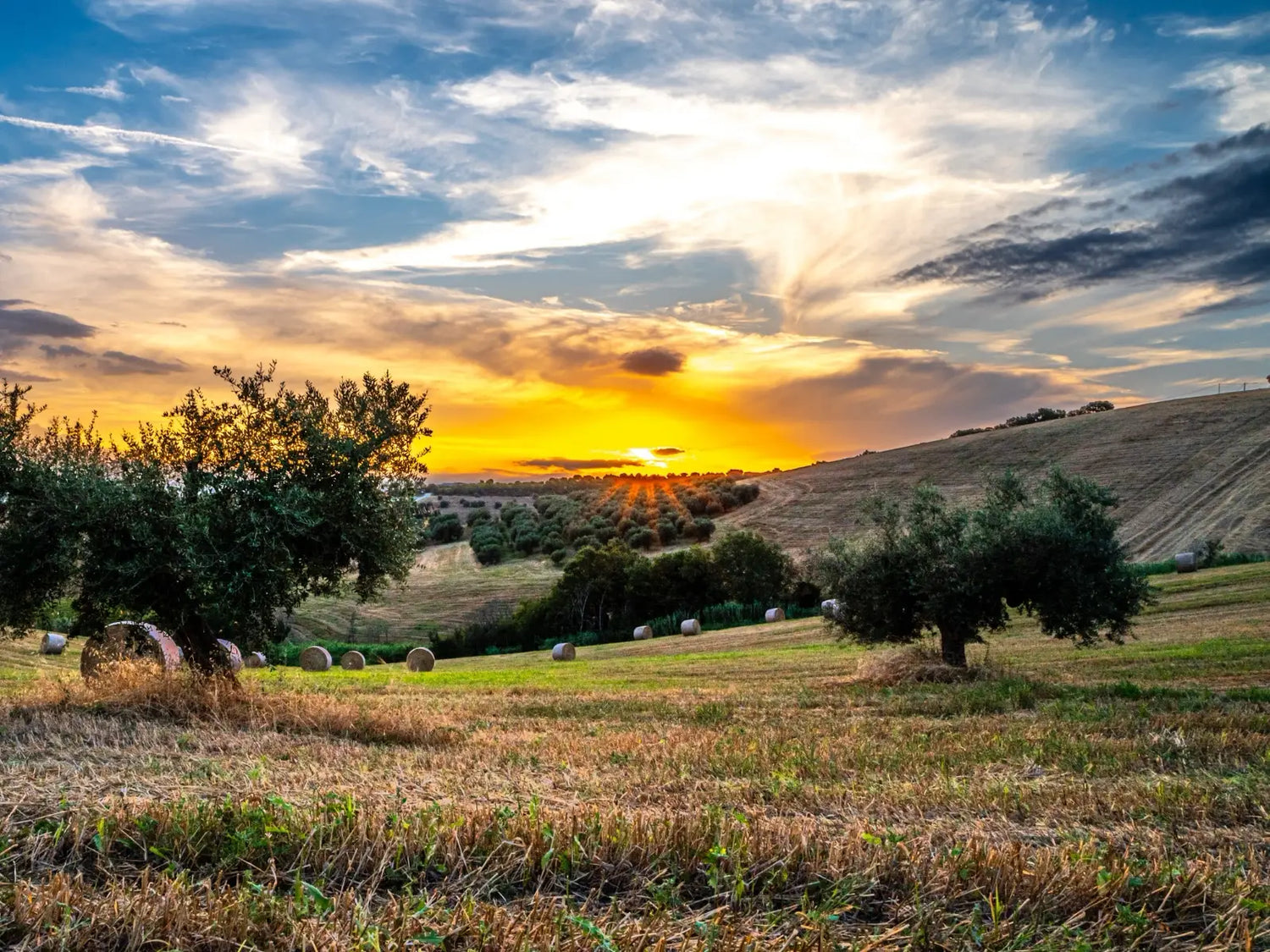 Sunset over rolling hay fields. | OLIPASO