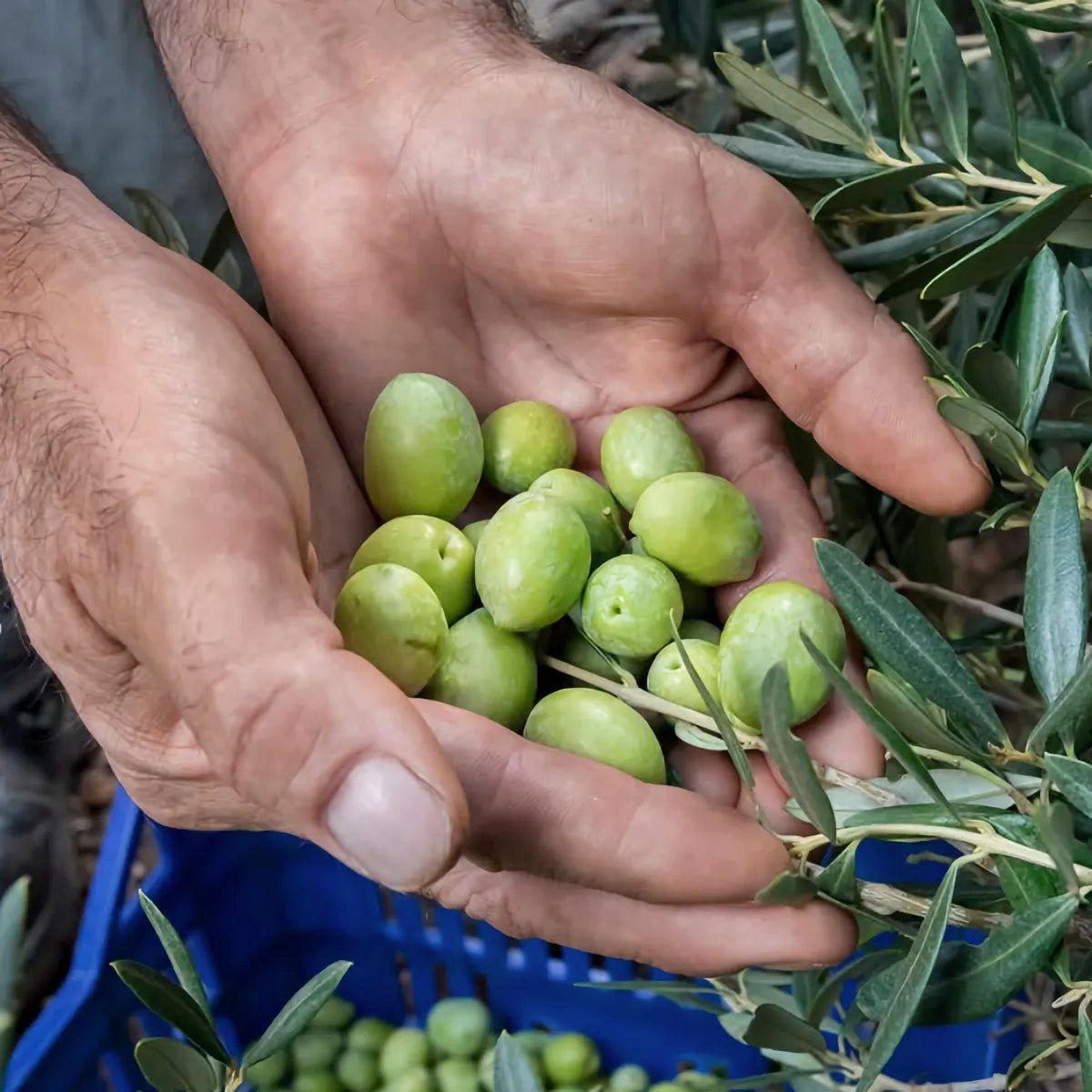 Olivenernte bei Donnafugata 