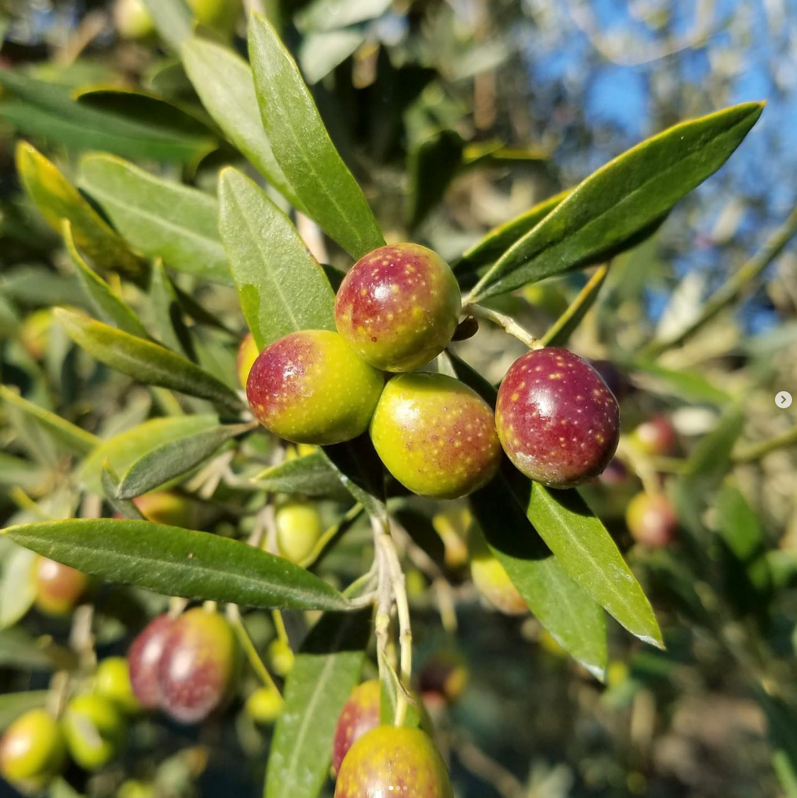 Colli Martani Olio Extra Vergine di Oliva DOP Umbria - OLIPASO - Olivenöl - Arnaldo Caprai