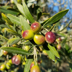 Colli Martani Olio Extra Vergine di Oliva DOP Umbria - OLIPASO - Olivenöl - Arnaldo Caprai