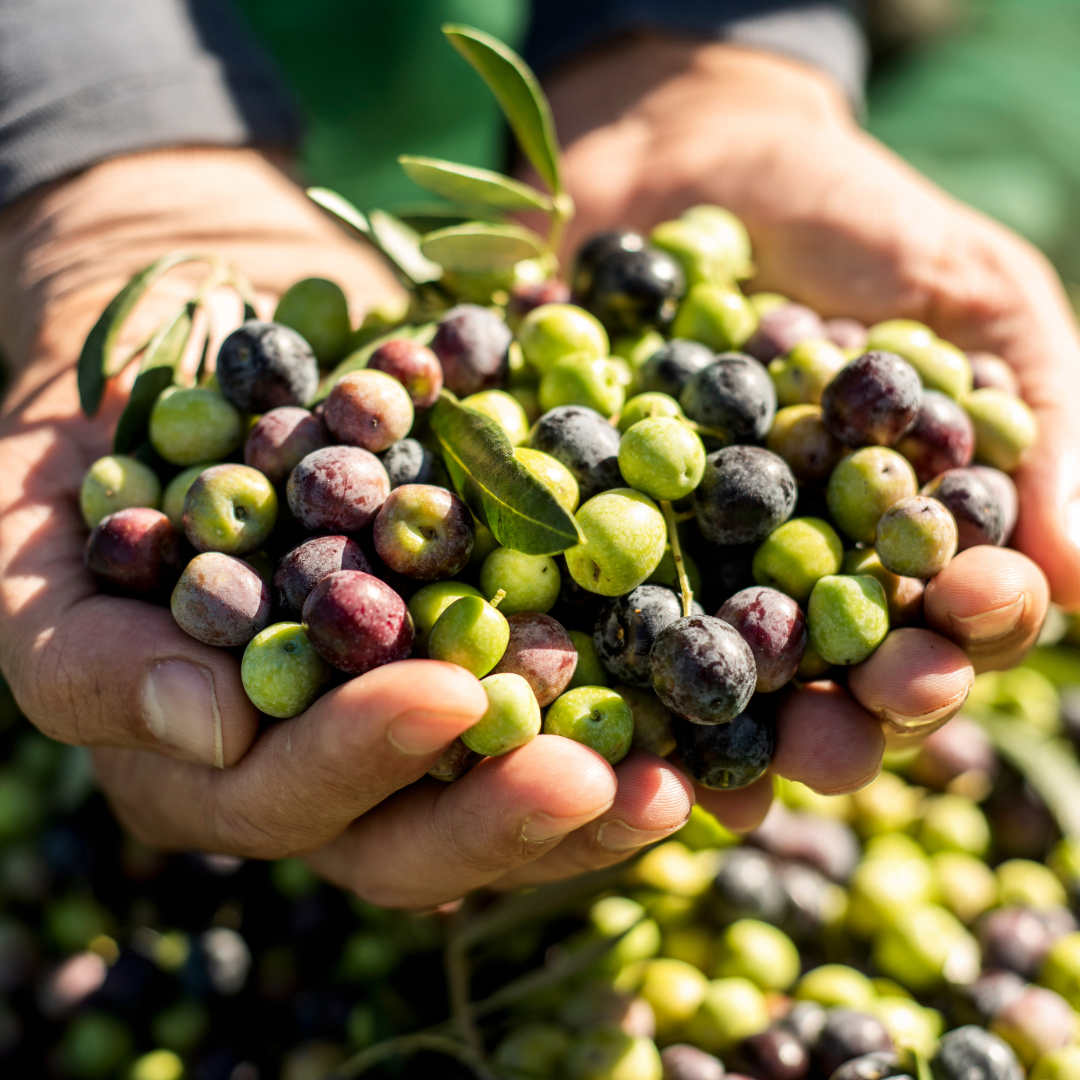 Geerntete Oliven die in ein zwei Händen gehalten werden - OLIPASO - Olivenöl