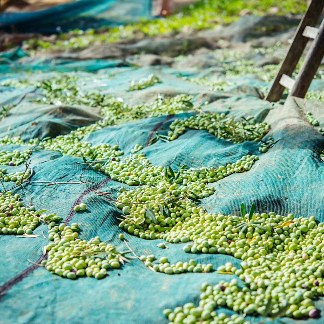 Netze am Boden bei er Olivenernte - OLIPASO - Olivenöl