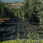 Olivenernte mit Netzen am Boden bei Planeta in Sizilien - OLIPASO