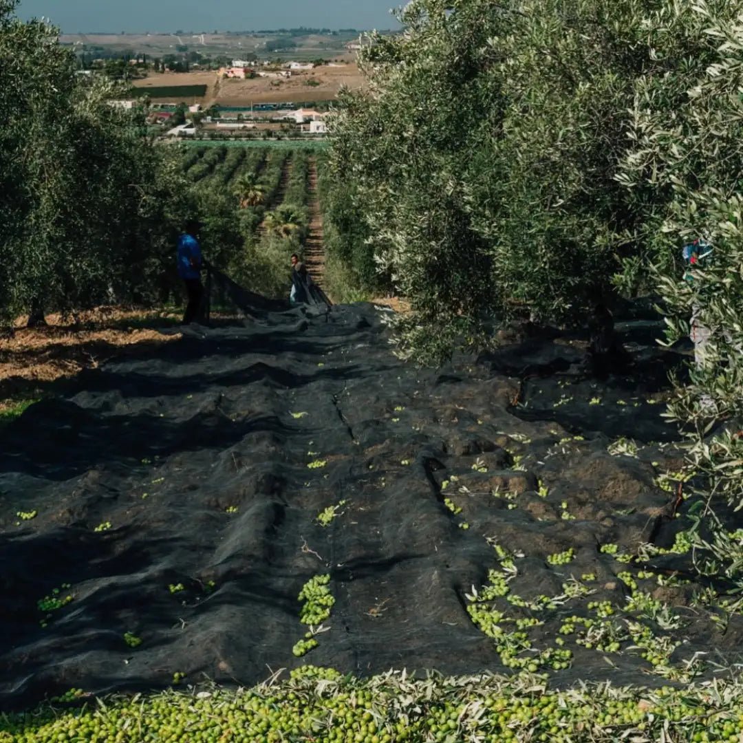 Olivenernte mit Netzen am Boden bei Planeta in Sizilien - OLIPASO