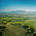 Colli Martani Olio Extra Vergine di Oliva DOP Umbria - OLIPASO - Olivenöl - Arnaldo Caprai