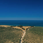 Olivenbaumplantage von Planeta mit Blick auf das Meer - OLIPASO