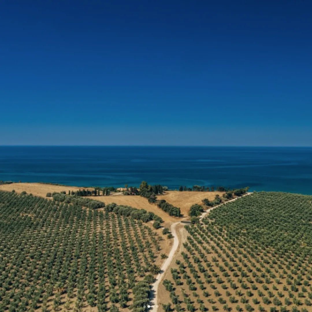 Olivenbaumplantage von Planeta mit Blick auf das Meer - OLIPASO