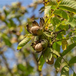 Reife Walnüsse an einem Baum - OLIPASO - Pesto