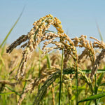 Reisähren auf einem Feld