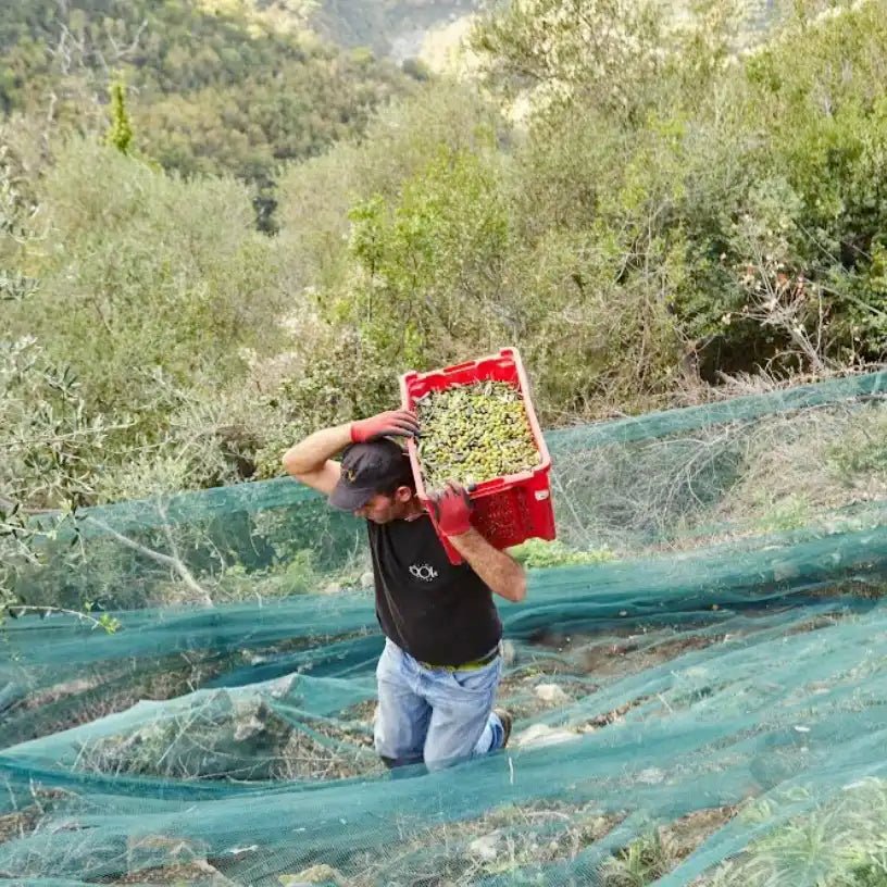 Mitarbeiter von Roi Olio bei der Olivenernte im Steilhang