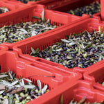 Geerntete Oliven in Plastikkisten bei Olio Roi aus Ligurien