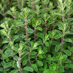 frischer Oregano von Roi in Nahaufnahme