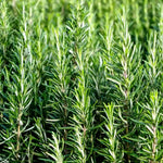 frischer Rosmarin von Olio Roi aus Ligurien