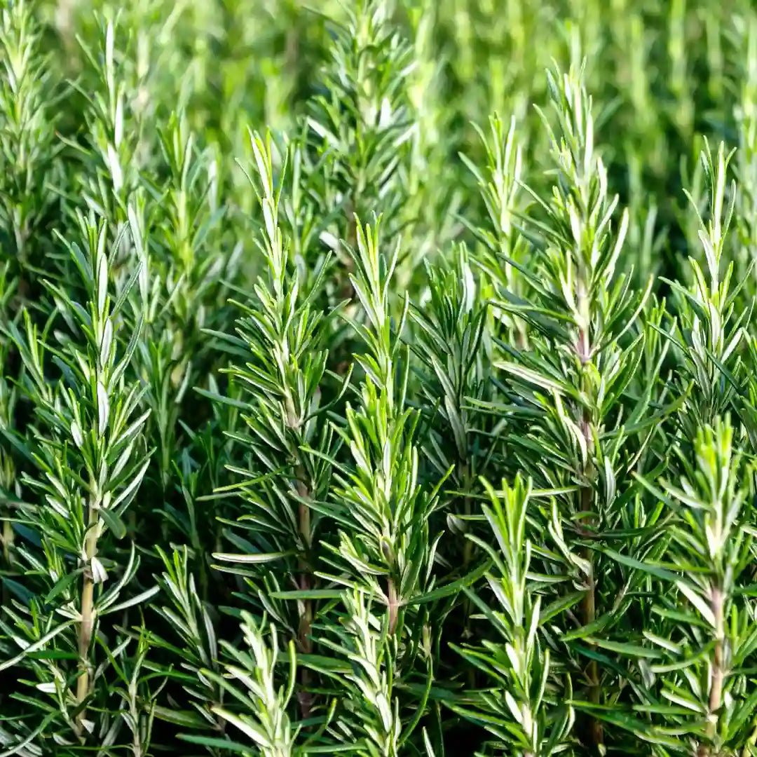 frischer Rosmarin von Olio Roi aus Ligurien