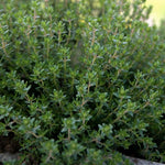 frischer Thymian von Roi in Nahaufnahme