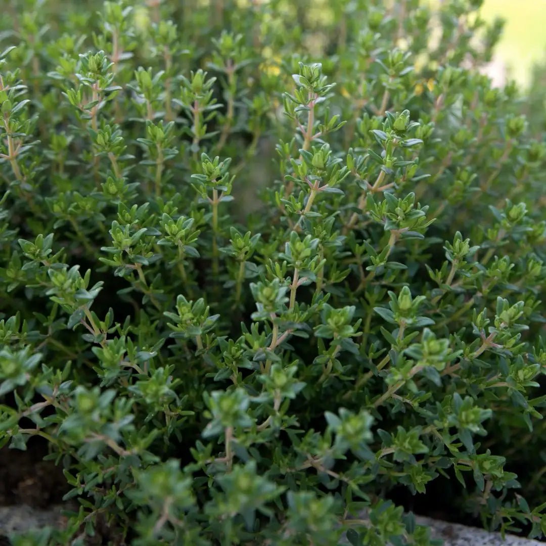 frischer Thymian von Roi in Nahaufnahme