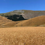Weizenfelder in den Abruzzen