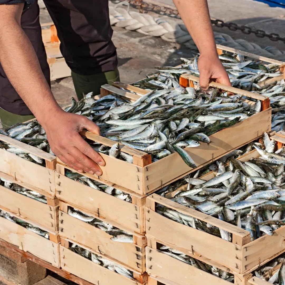 Pollastrini Sardellen bei der Anlandung in HolzkistenOLIPASO - Fischkonserven