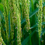 Reisähren bei der Blüte - OLIPASO - Reis